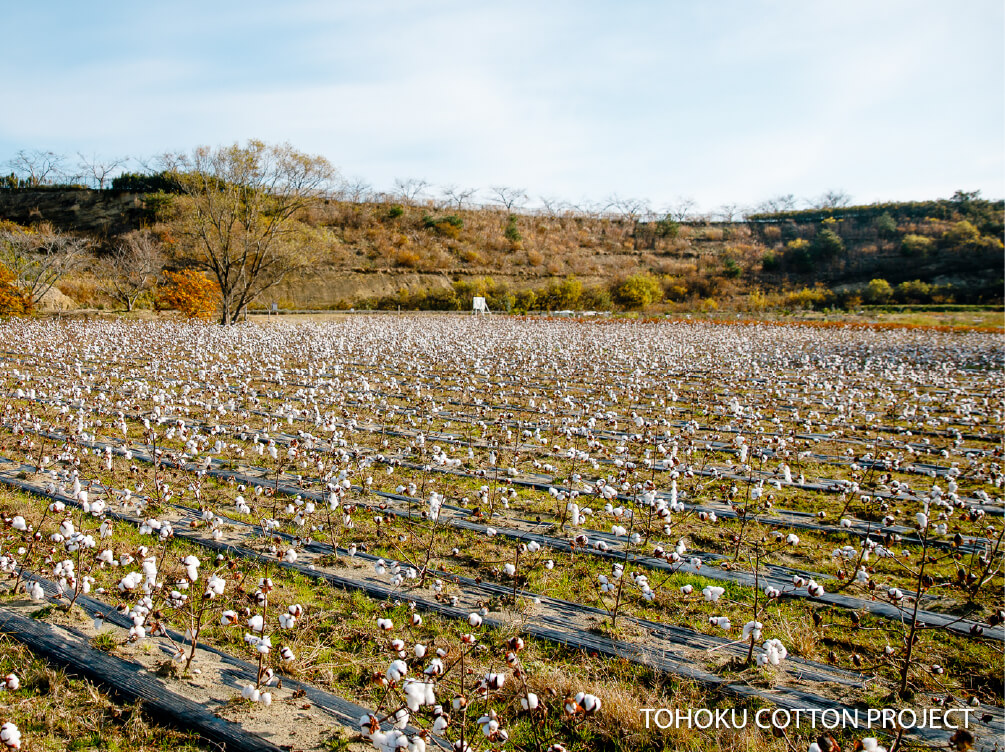TOHOKU COTTON PROJECT