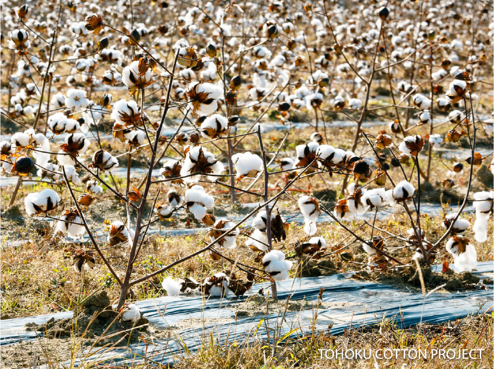 TOHOKU COTTON PROJECT