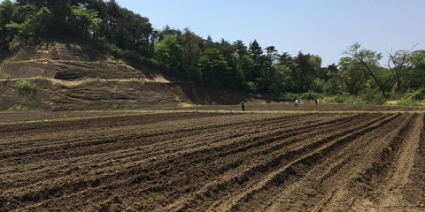 東松島農場コットン畑
