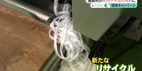 捨て耳が出てきているところ