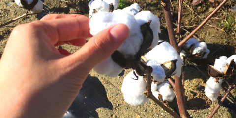 手でするりとつみます